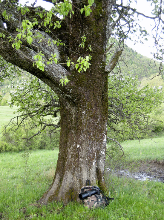 Peri selvatici - Pyrus pyraster